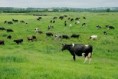 /album/fotogaleria/vacas-jpg/